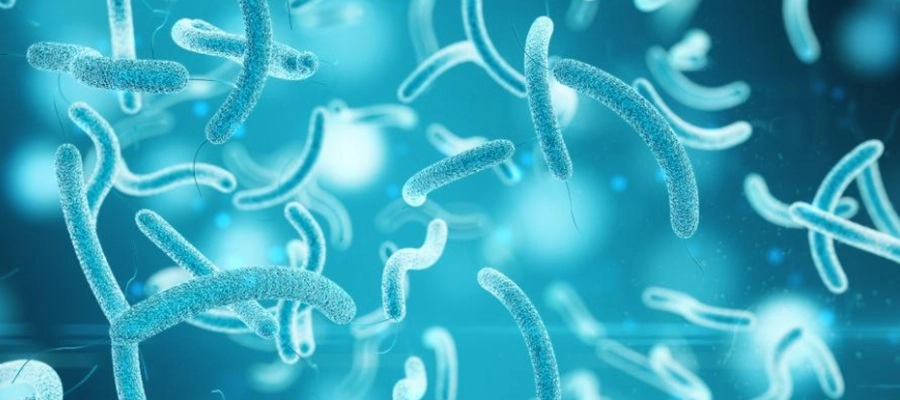 Imagem do post Prebióticos e probióticos: veja os benefícios para o intestino