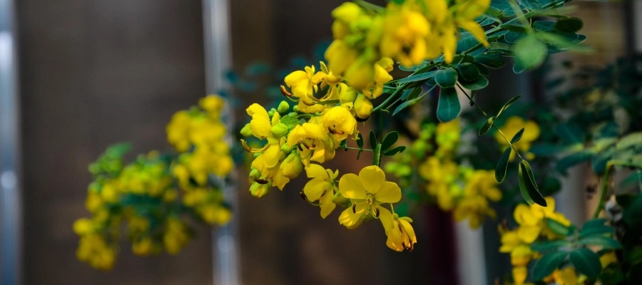 Imagem do post Cassia fistula: a planta que pode ser uma aliada da saúde intestinal